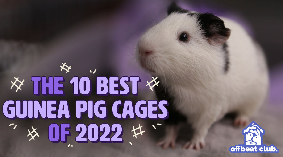 Guinea Pig Cages: Here Are The 6 Best Options - DodoWell - The Dodo